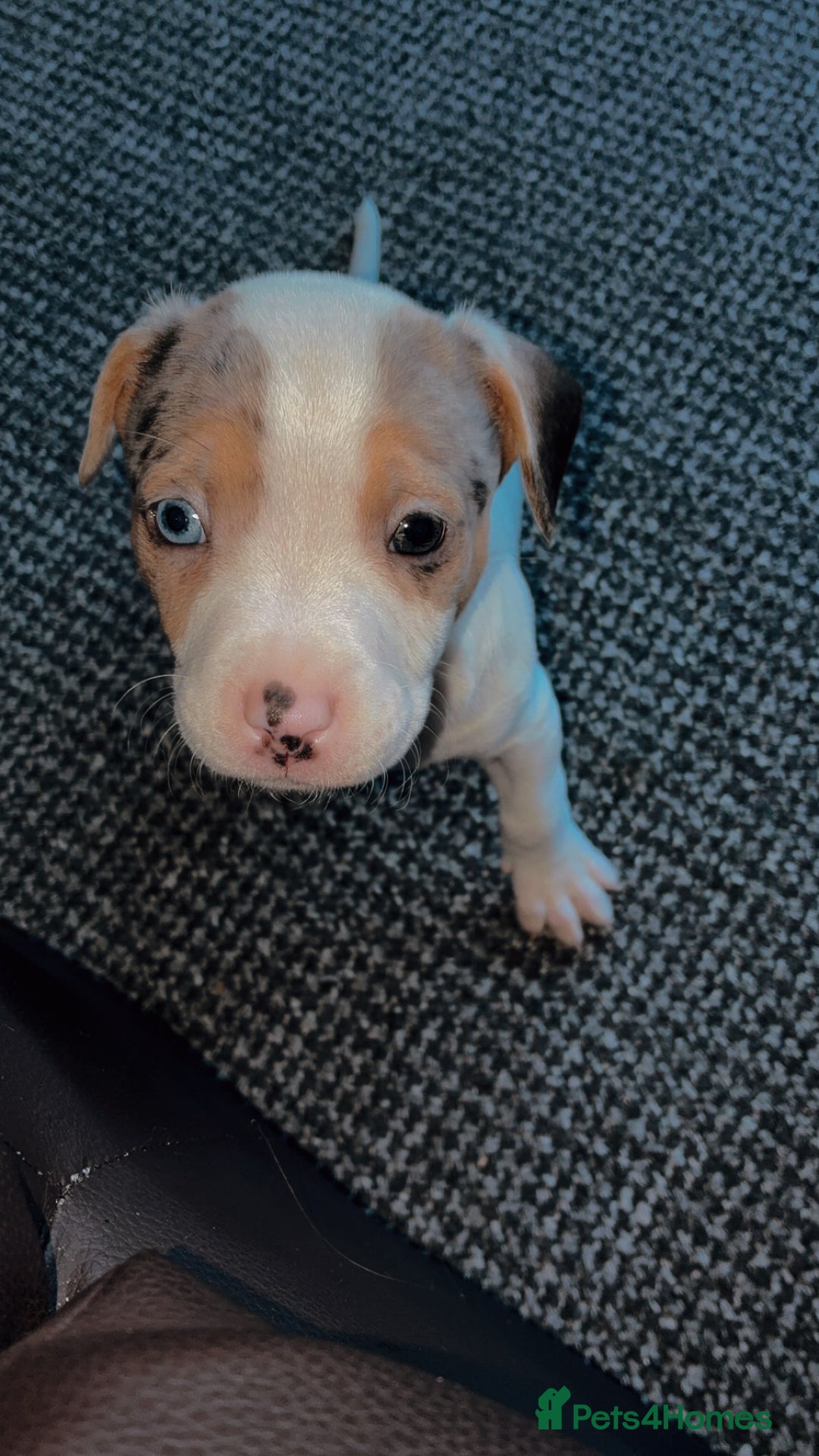 Mixed Breed dogs for sale: Bullypit/labrador pups for sale  - Advert 3