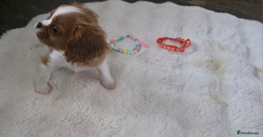 Cavalier King Charles Spaniel dogs - Advert 4