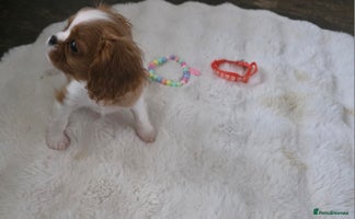 Cavalier King Charles Spaniel dogs - Advert 11