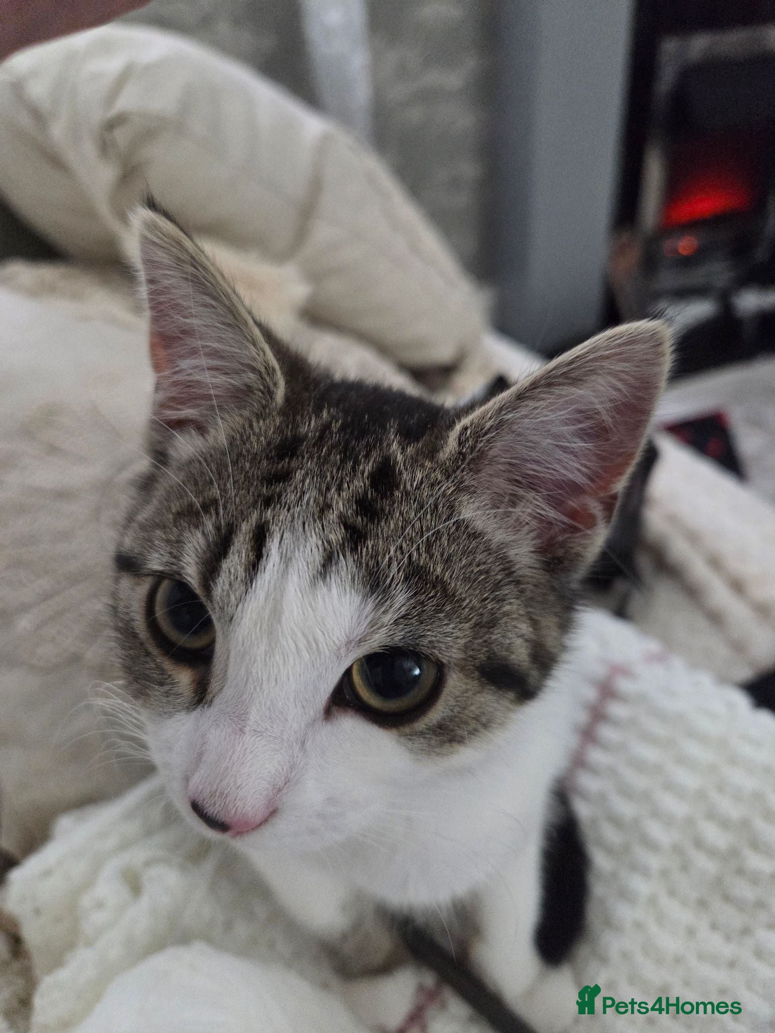 Mixed Breed cats Dotty - Advert 5