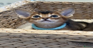 Abyssinian cats - Advert 2