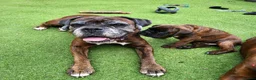 Boxer dogs for sale: Beutyful bobtail/ tailed Boxer puppy - Advert 22