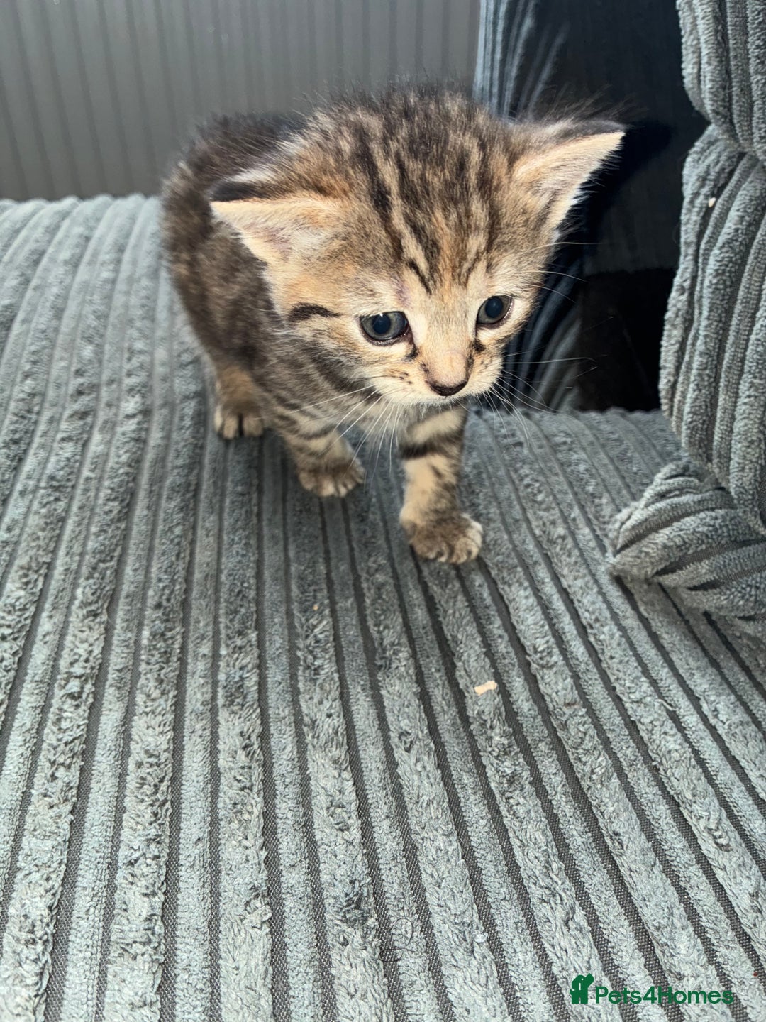 British Shorthair cats for sale:  British shorthair / American bobtail - Image 11
