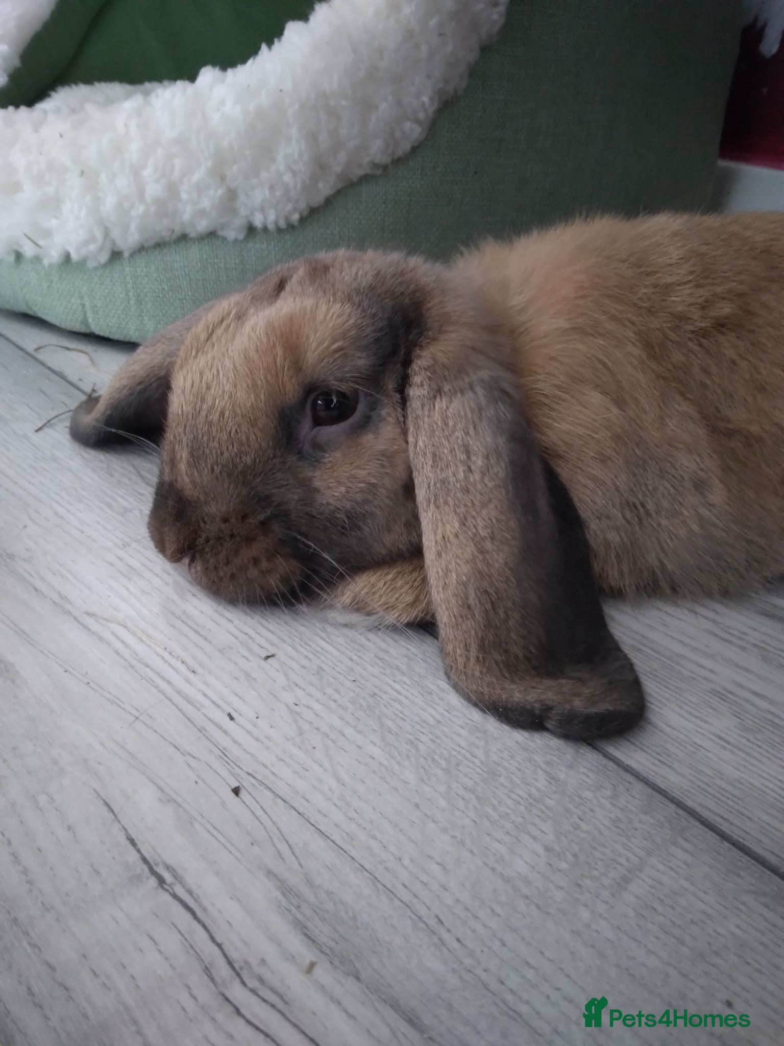 Mixed Breed rabbits Experienced home wanted - Advert 1