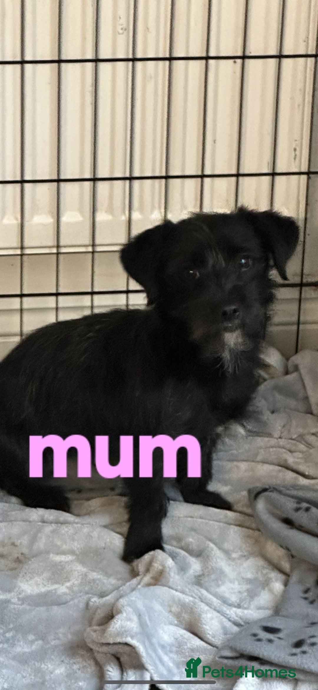 Patterdale Terrier dogs for sale: Patterdale terrier puppies for sale  - Advert 5