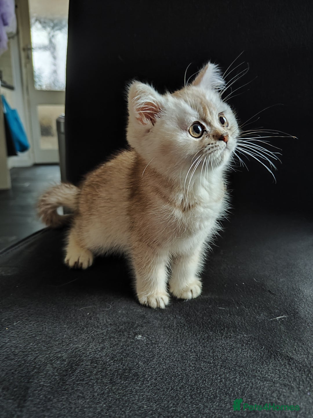 British Shorthair cats for sale: BSH boy - Image 4