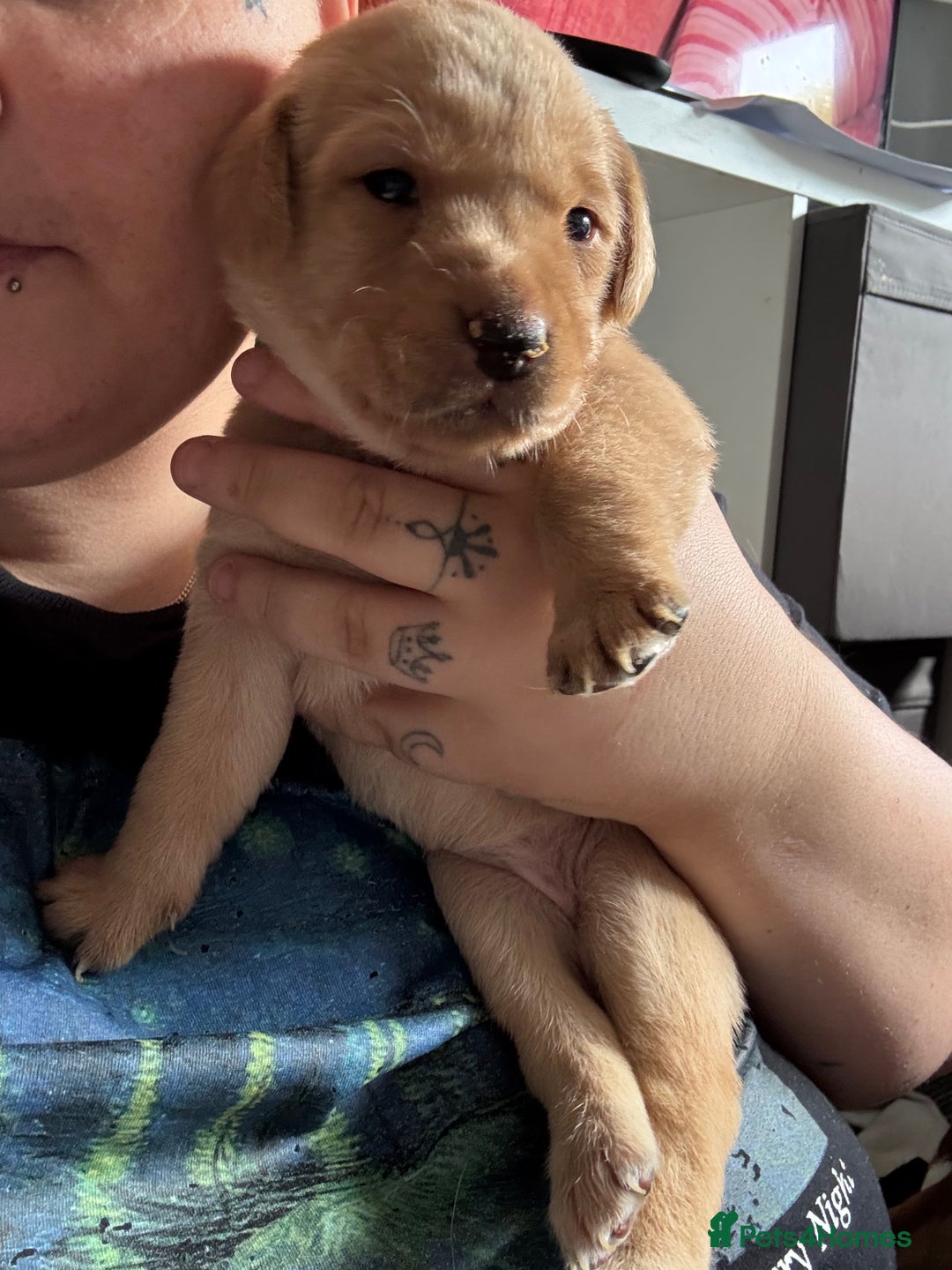 Labrador Retriever dogs for sale: Girl & Boy beautiful lab pups With paperwork  - Image 28