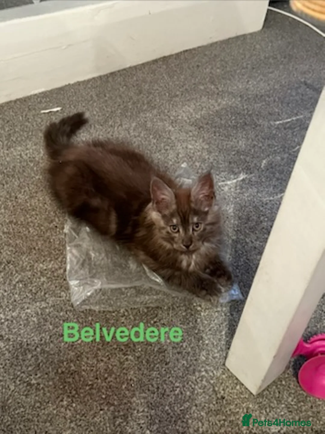 Maine Coon cats for sale: Stunning Pedigree Maine Coon Kittens for Sale - Advert 3