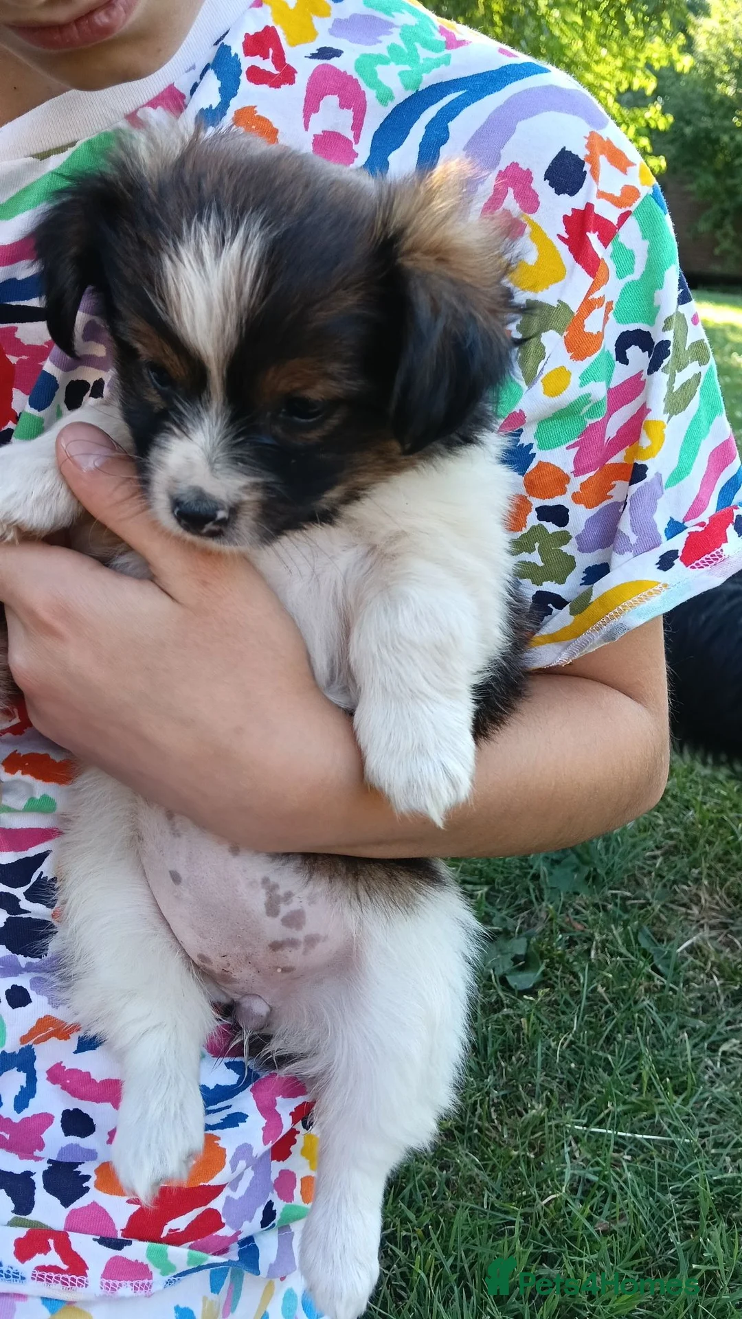 Mixed Breed dogs for sale: Last one reduced !-Rare Papillon × Spitz Puppies - Advert 2
