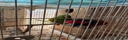 Mixed Breed birds for sale:  Birds for sale. Please read the description full  - Advert 3