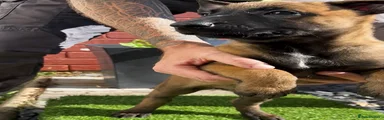 Belgian Shepherd Dog 3