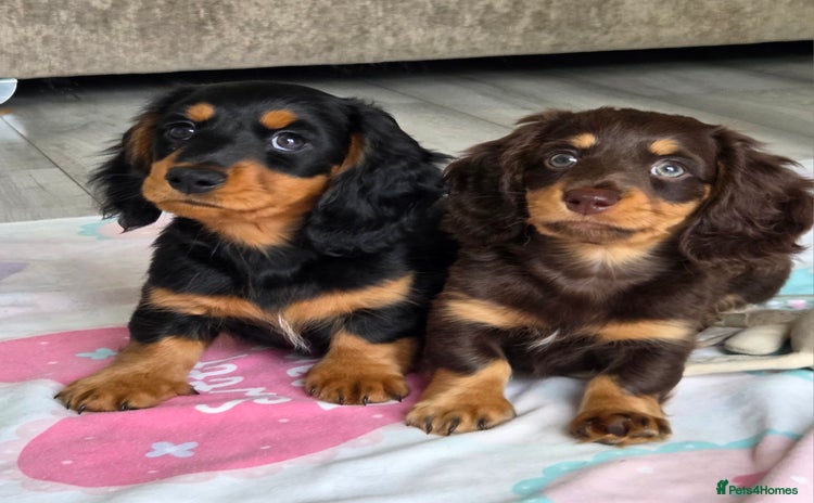 Miniature Dachshund dogs - Advert 12