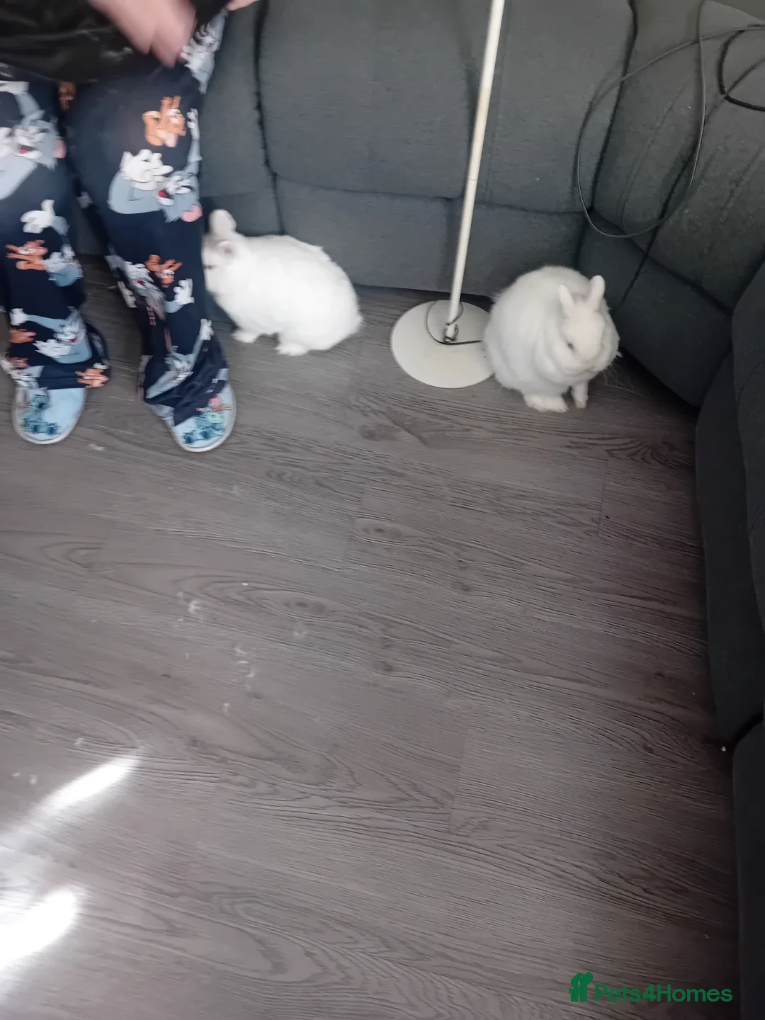 Netherland Dwarf rabbits for sale: 2 Male Netherland dwarf rabbit's. in Northampton - Advert 2