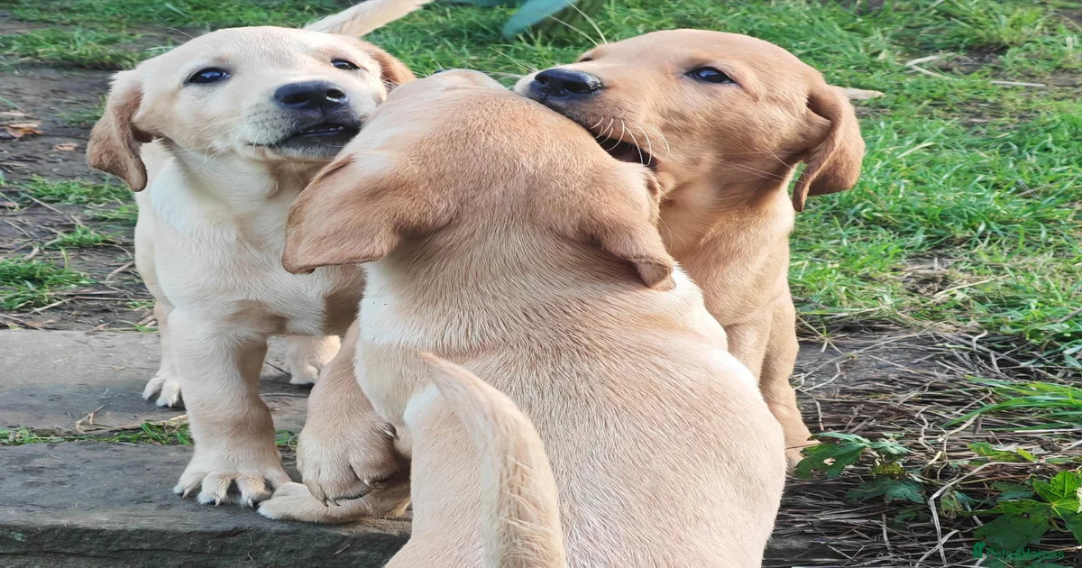 Labrador Retriever Puppies for sale in Canvey Island, Essex | Pets4Homes