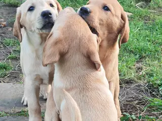 Labrador Retriever dogs Fox Red & Yellow Working American Labrador Puppies - Advert 9