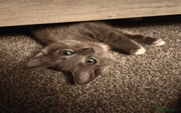 Domestic Shorthair cats for sale: Loving kittens - Image 21