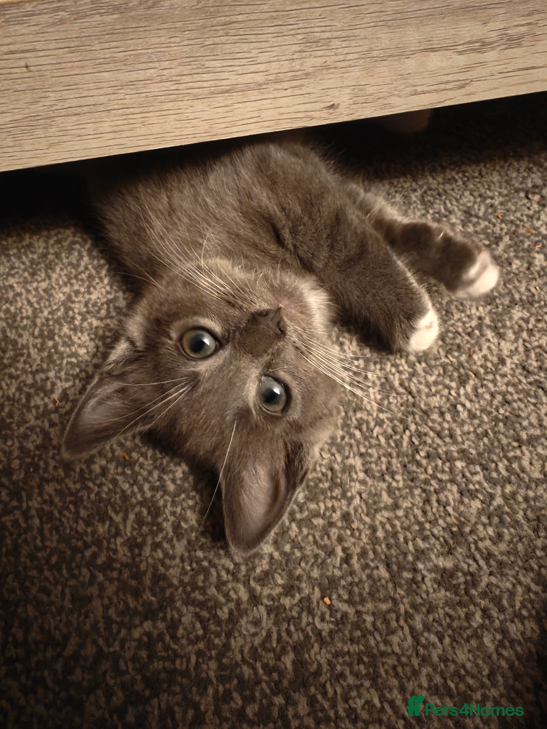 Domestic Shorthair cats for sale: Loving kittens - Image 21