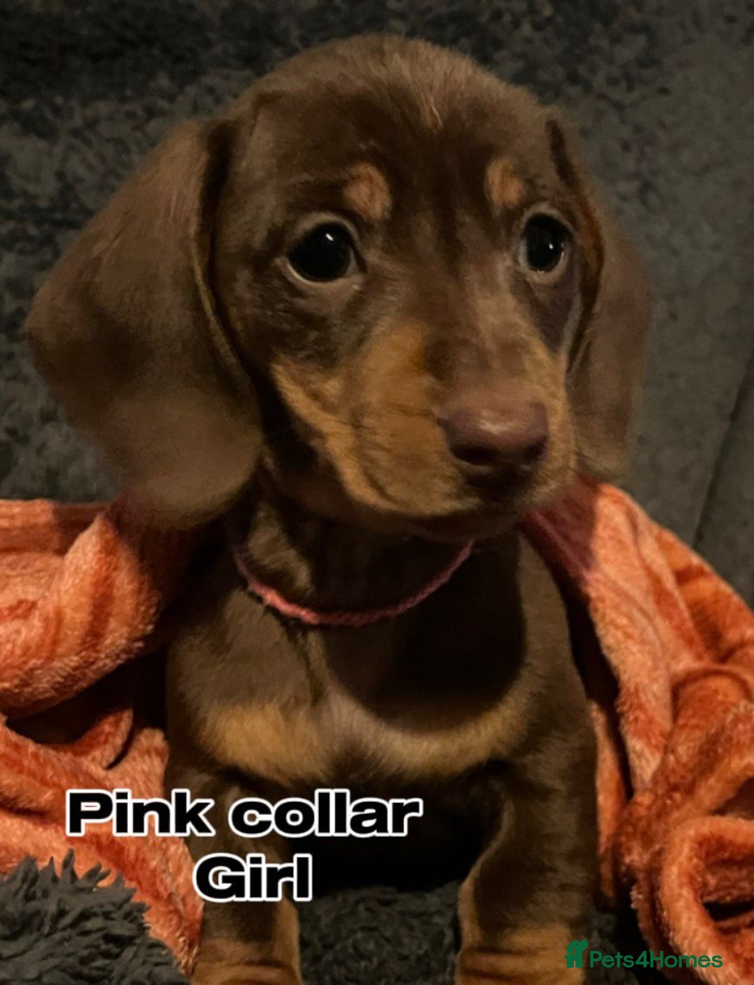 Miniature Dachshund dogs for sale: FULLY VACCINATED, READY NOW, PRA ClR, KC Reg pups - Advert 5
