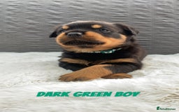 Rottweiler dogs for sale: Beautiful KC Rottweiler puppies - Image 18