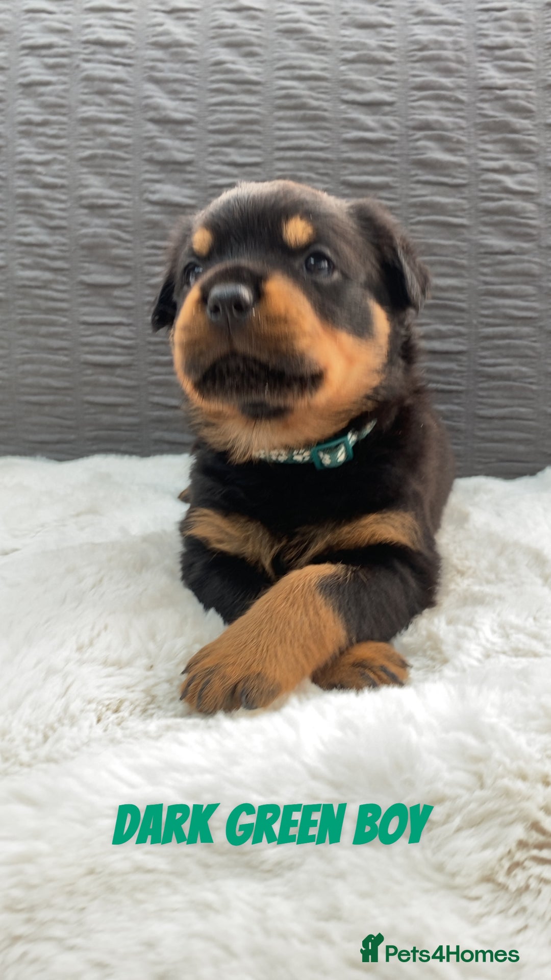 Rottweiler dogs for sale: Beautiful KC Rottweiler puppies - Image 18