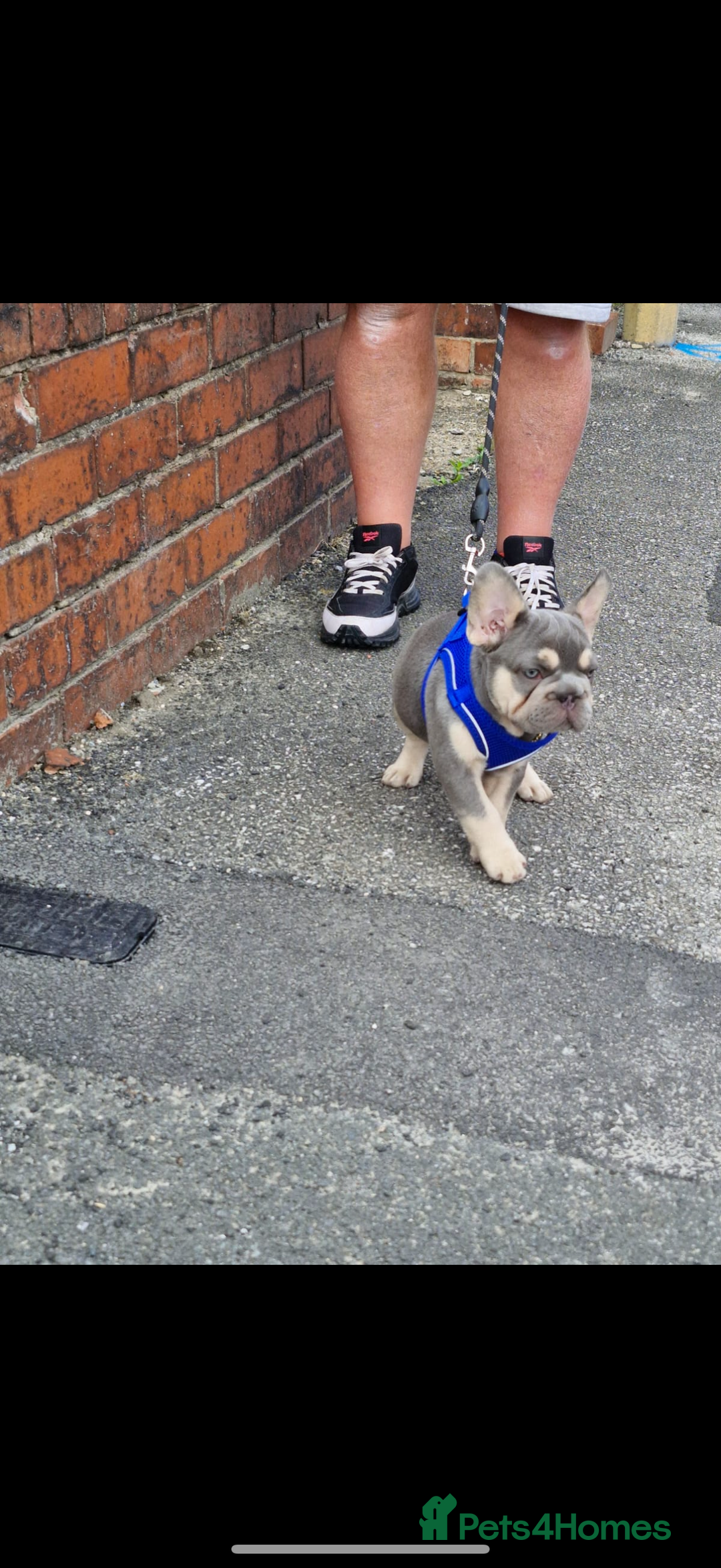 French Bulldog dogs for sale: ** frenchies  - Image 23