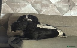Cocker Spaniel dogs for sale: Cocker spaniel puppies - Image 6
