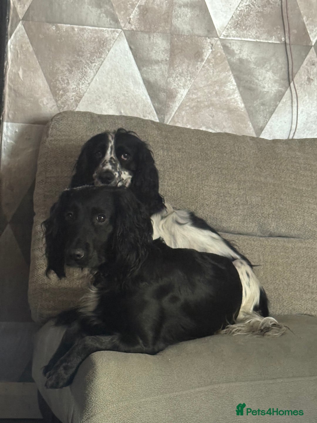 Cocker Spaniel dogs for sale: Cocker spaniel puppies - Image 6