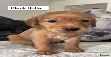Goldador dogs - Advert 12