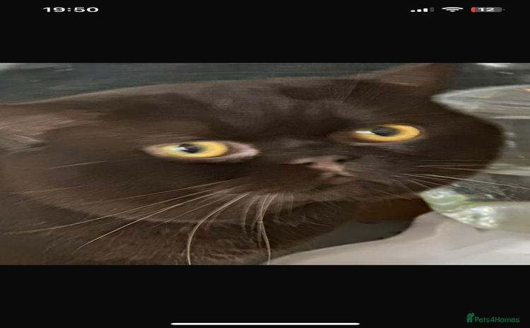 British Shorthair cats - Advert 2