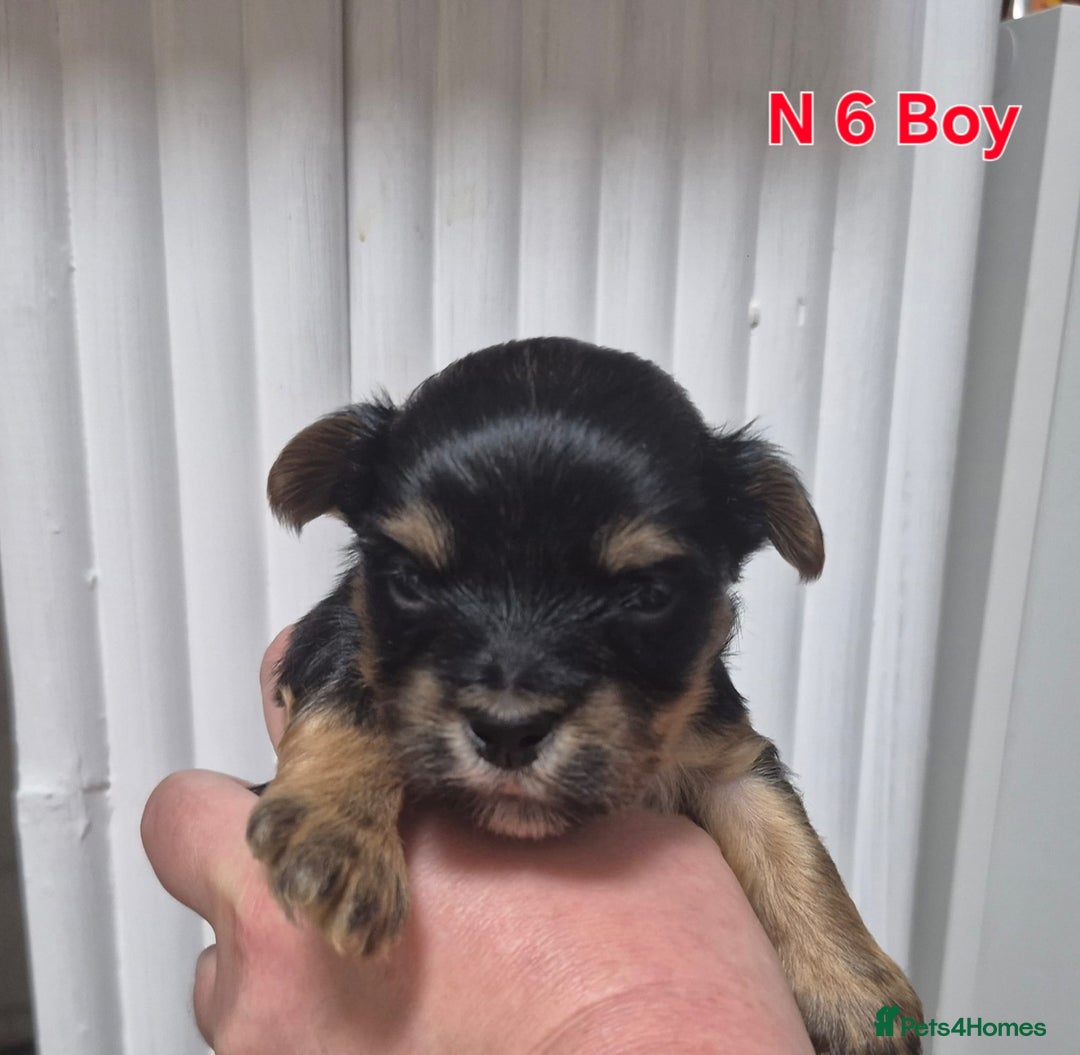 Biewer Terrier dogs for sale: Yorkshire Biewier terrier  - Advert 21