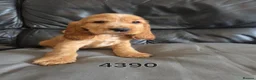 Cocker Spaniel dogs for sale: Stunning show cocker pups  - Advert 5