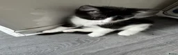 Mixed Breed cats for sale: Male and Female Kittens - Advert 15