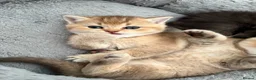 British Shorthair cats for sale: 4 Golden british shorthair/2 longhair kittens - Advert 6