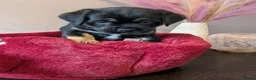 Mixed Breed dogs for sale: Pug x Lab x Jack Russell Puppies in Leicester - Advert 7