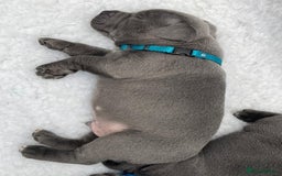 Staffordshire Bull Terrier dogs for stud: PRINCE- SOLID BLUE CHAMPION BRED in Smethwick - Image 9