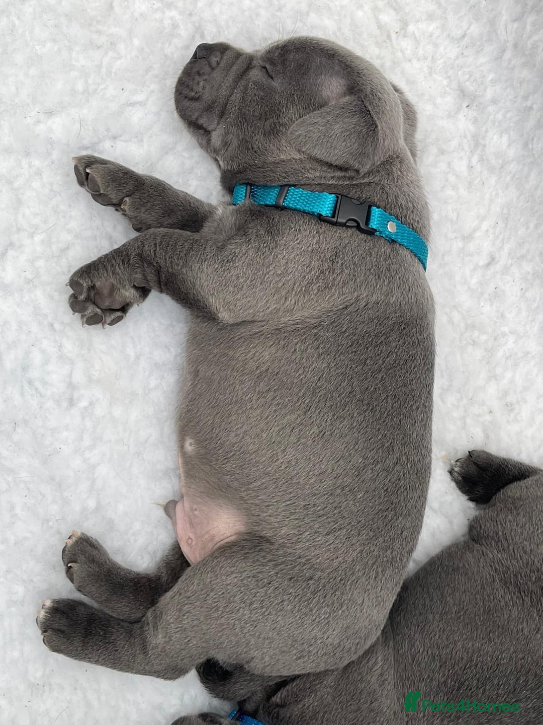 Staffordshire Bull Terrier dogs for stud: PRINCE- SOLID BLUE CHAMPION BRED in Smethwick - Image 9