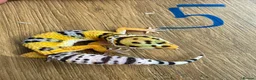 Leopard Gecko reptiles for sale: Leopard geckos  - Advert 5