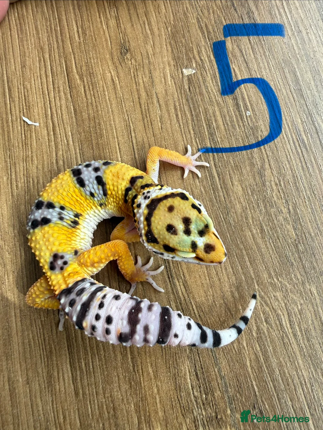 Leopard Gecko reptiles for sale: Leopard geckos  - Advert 3