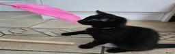 Mixed Breed cats for sale: Beautiful Black Kittens - Advert 7