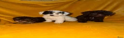 Cavapoo dogs for sale: Beautiful Cavapoo pups sale  - Advert 3