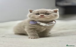Scottish Fold cats for sale: Scottish fold - Image 2