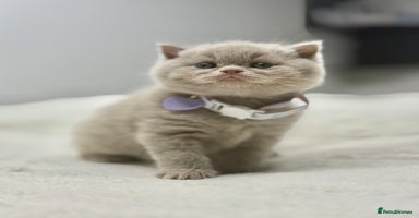 Scottish Fold cats - Advert 11