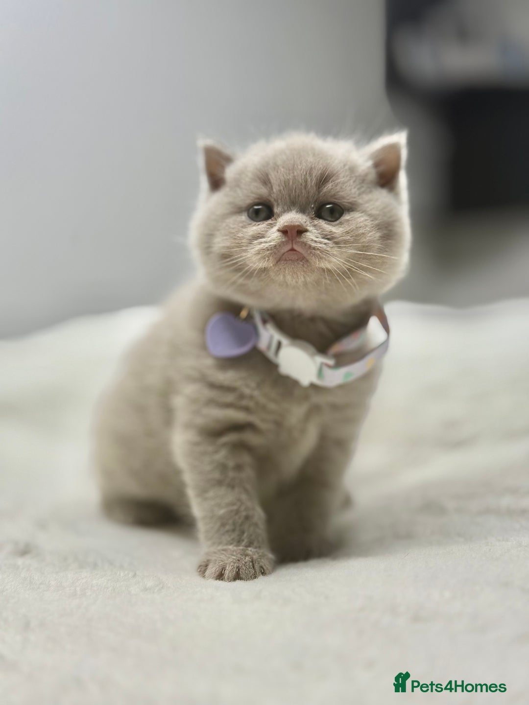 Scottish Fold cats for sale: Scottish fold - Image 2