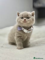 Scottish Fold cats - Advert 2