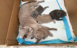 British Shorthair cats for sale: 4 adorable British Shorthair kittens - Advert 2