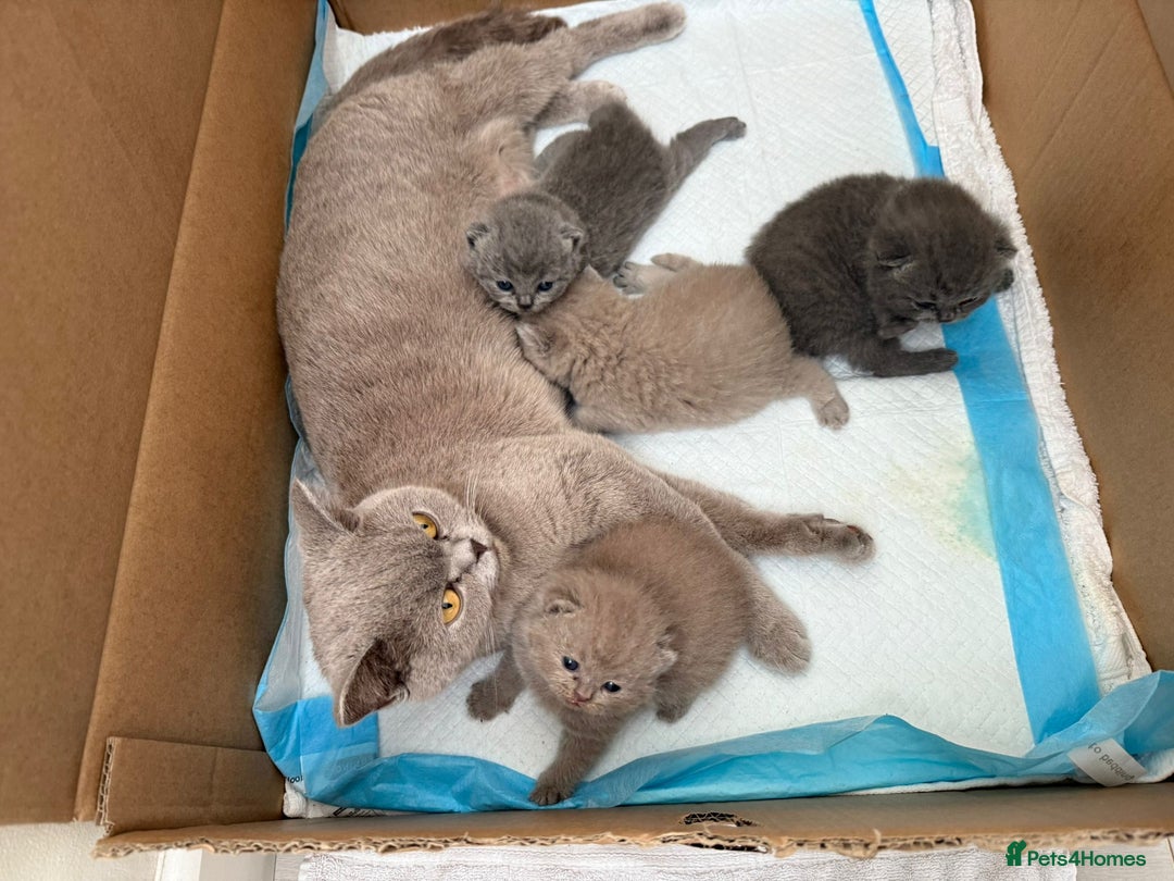 British Shorthair cats for sale: 4 adorable British Shorthair kittens - Advert 2
