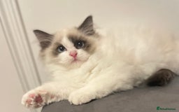 Ragdoll cats for sale: GCCF Champion Line ragdolls kitten  - Advert 9