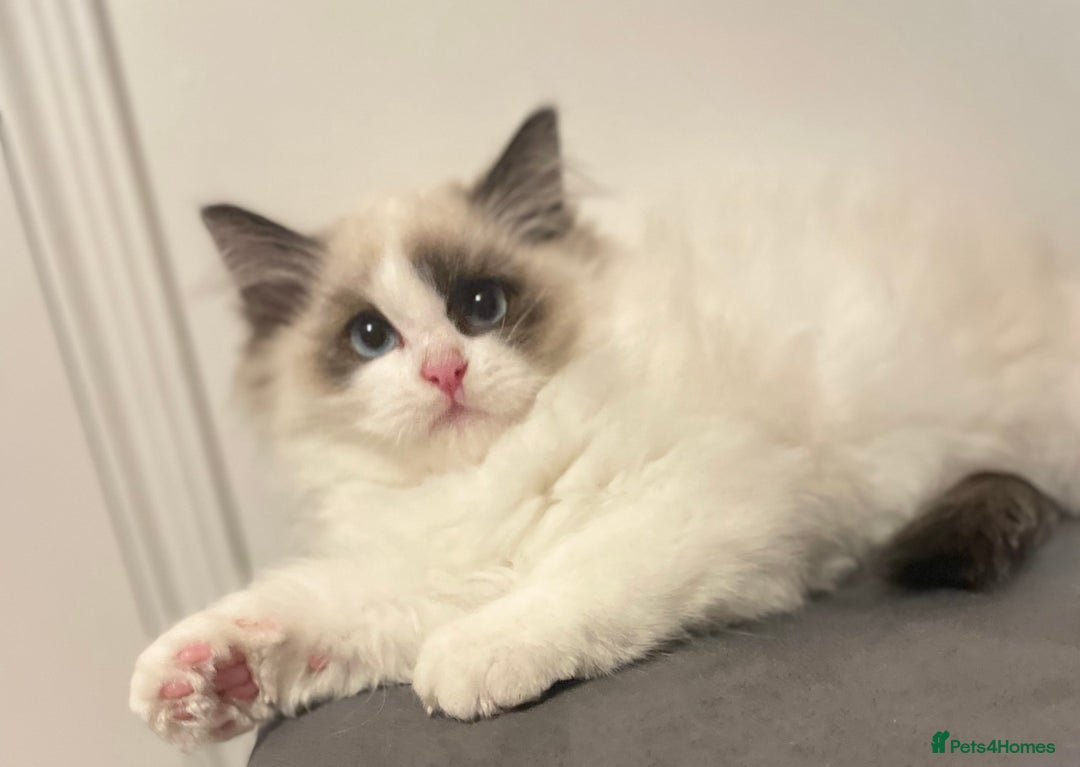 Ragdoll cats for sale: GCCF Champion Line ragdolls kitten  - Advert 9
