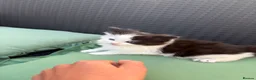 Mixed Breed cats for sale: Female kitten white and black for sale in Gloucester - Advert 3