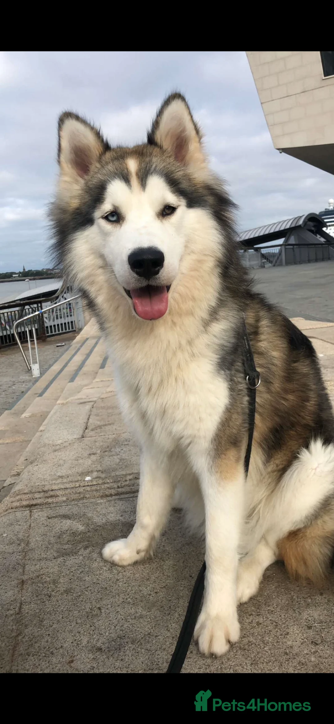 Mixed Breed dogs for stud: Stunning Husky x Malamute Male Available for Stud in Liverpool - Advert 1